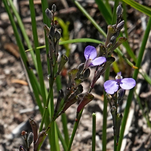 Image of Comesperma defoliatum by (c) Max Campbell, some rights reserved (CC BY)