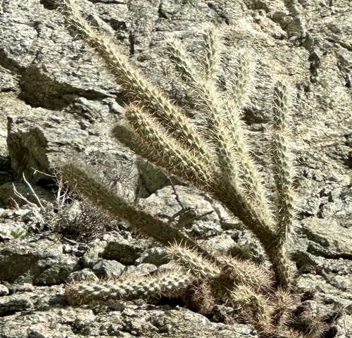 iNaturalist observation photo of Cylindropuntia ganderi ganderi