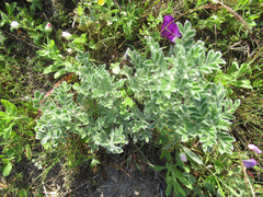 Dalea lanata