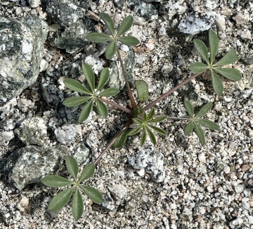 iNaturalist observation photo of Arizona lupine