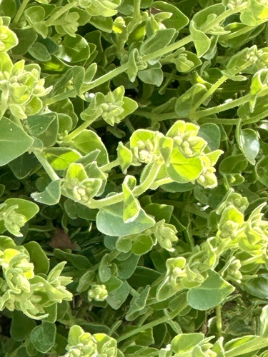 iNaturalist observation photo of slender-lobed four o'clock