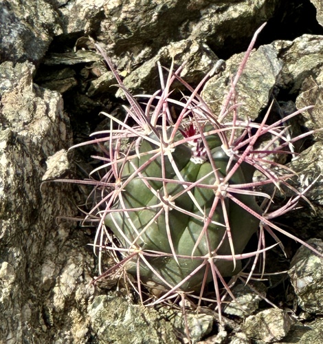 iNaturalist observation photo of California Barrel Cactus