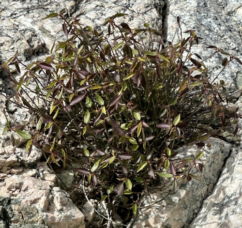 iNaturalist observation photo of California ayenia