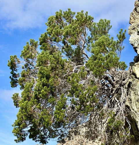 iNaturalist observation photo of Schott's Pygmycedar