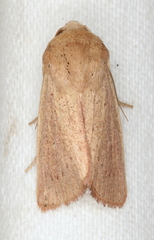 Leucania abdominalis