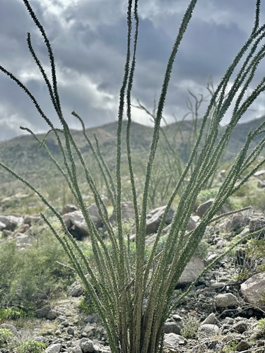 iNaturalist observation photo of ocotillo