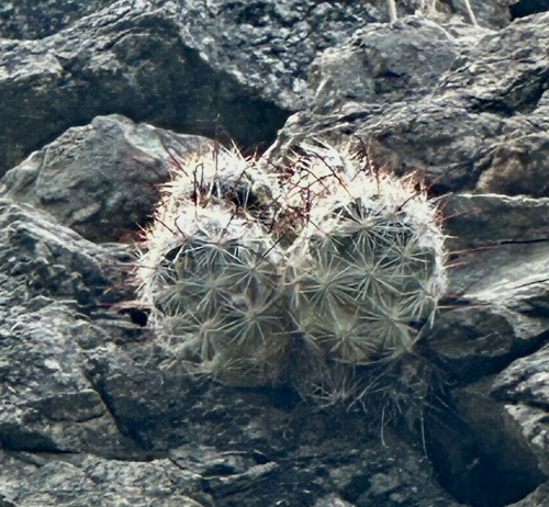 iNaturalist observation photo of Common Fishhook Cactus