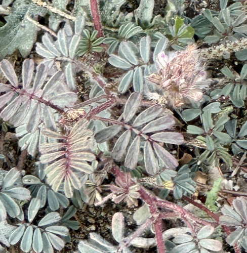 iNaturalist observation photo of Hairy Prairie Clover