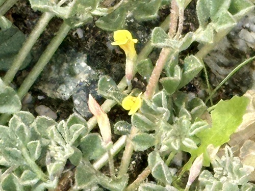 iNaturalist observation photo of strigose lotus
