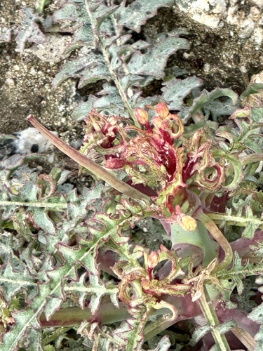 iNaturalist observation photo of California primrose
