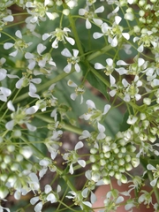 Lepidium draba