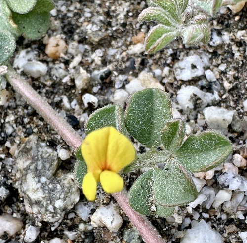 iNaturalist observation photo of strigose lotus