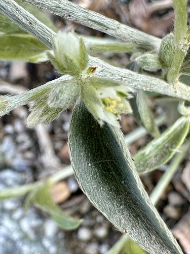iNaturalist observation photo of Lance-leaved Ditaxis