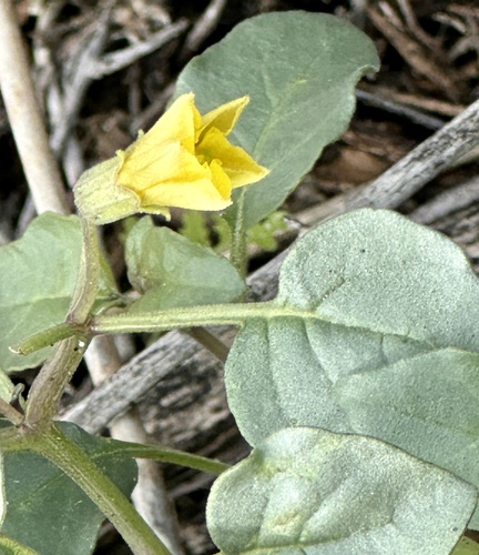 iNaturalist observation photo of Thickleaf Groundcherry