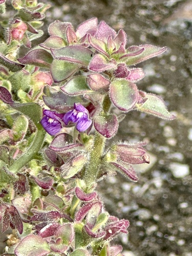 iNaturalist observation photo of Deep Canyon snapdragon