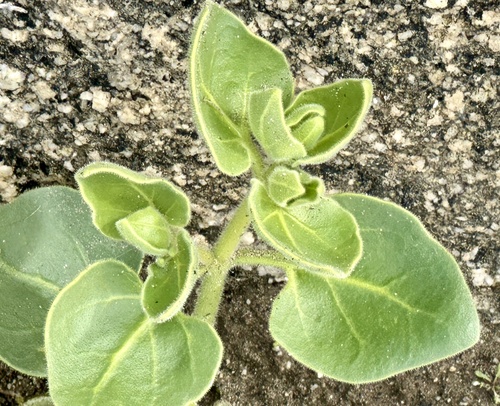 iNaturalist observation photo of slender-lobed four o'clock