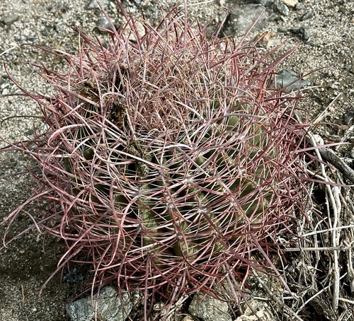 iNaturalist observation photo of California Barrel Cactus