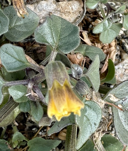 iNaturalist observation photo of Thickleaf Groundcherry