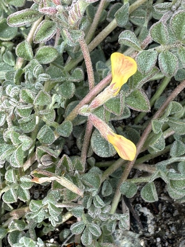 iNaturalist observation photo of strigose lotus