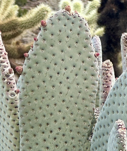 iNaturalist observation photo of beavertail cactus