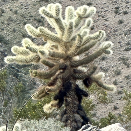 iNaturalist observation photo of Teddybear Cholla