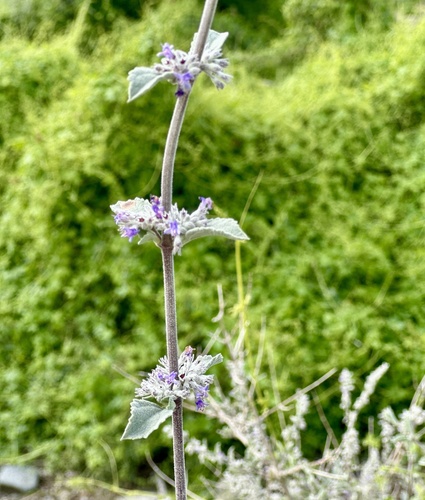 iNaturalist observation photo of desert lavender