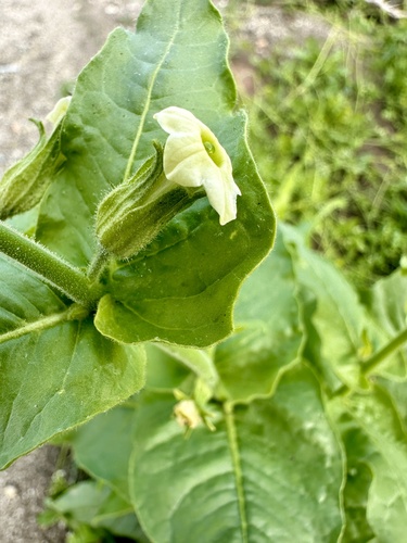 iNaturalist observation photo of desert tobacco