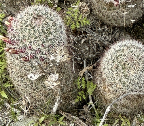iNaturalist observation photo of Peninsular fishhook cactus