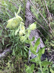 Lithospermum decipiens