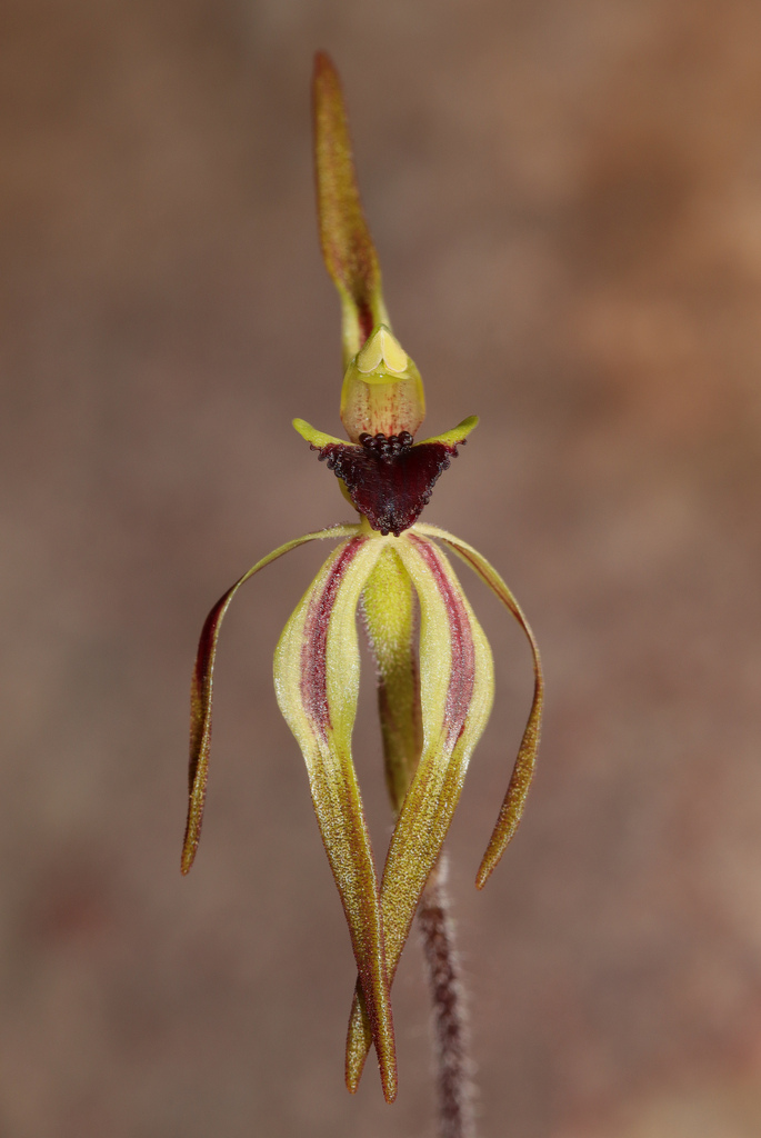 Caladenia gladiolata