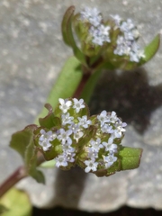 Valerianella locusta