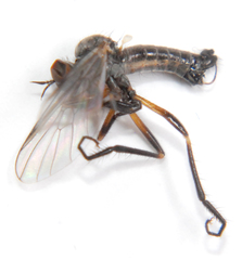 Rhamphomyia