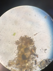 Scenedesmaceae