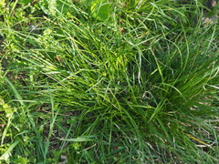 Carex leersii