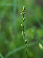 Carex leersii