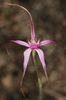 Pink Spider Orchid - Photo (c) Lachlan Copeland, some rights reserved (CC BY-SA), uploaded by Lachlan Copeland