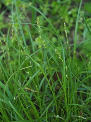Carex leersii