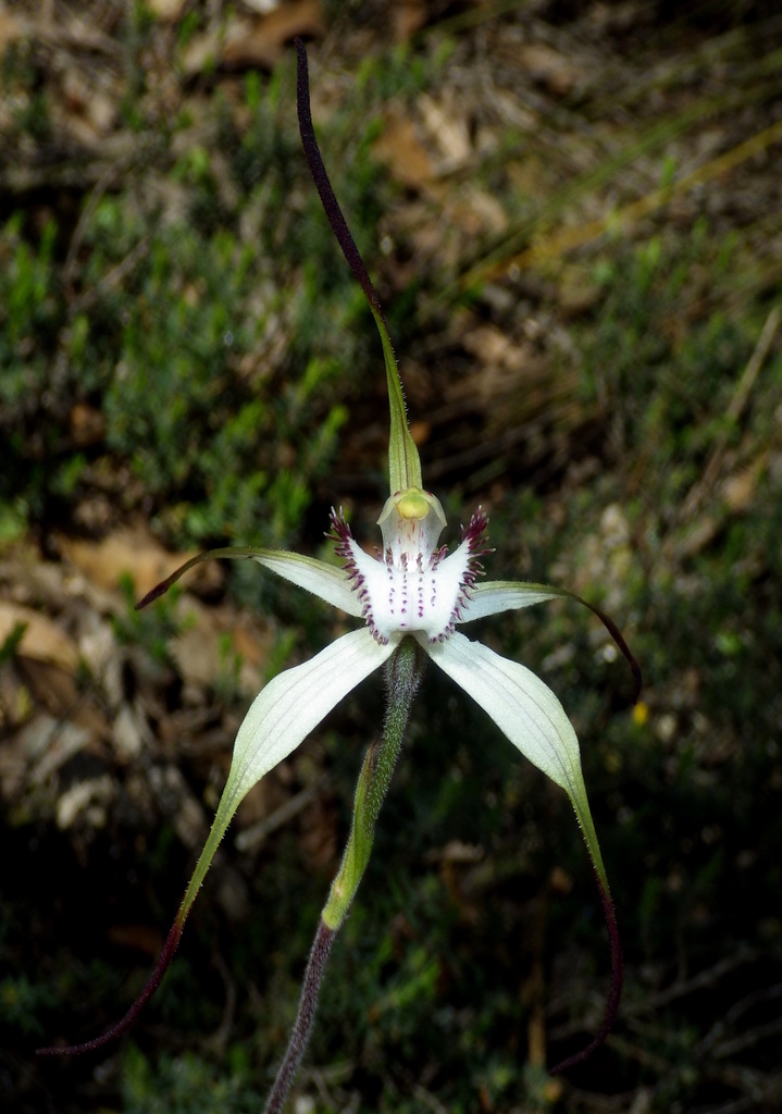 Caladenia hastata