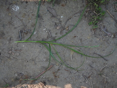 Carex leersii