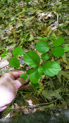 Celastrus scandens