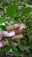 Celastrus scandens
