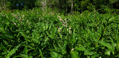 Persicaria glabra