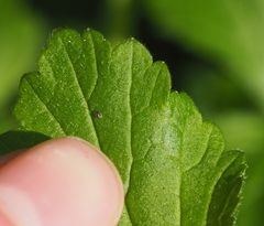 Triarthria setipennis