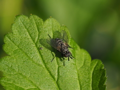 Triarthria setipennis