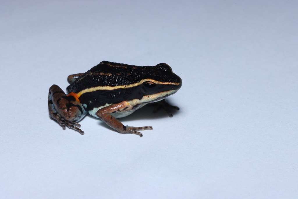 Mato Grosso Poison Frog