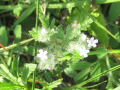 Glandularia quadrangulata