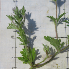 Glandularia quadrangulata