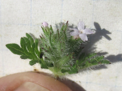 Glandularia quadrangulata