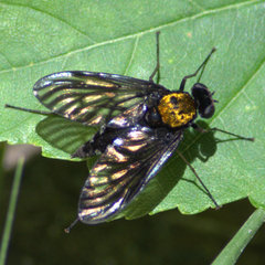 Chrysopilus thoracicus