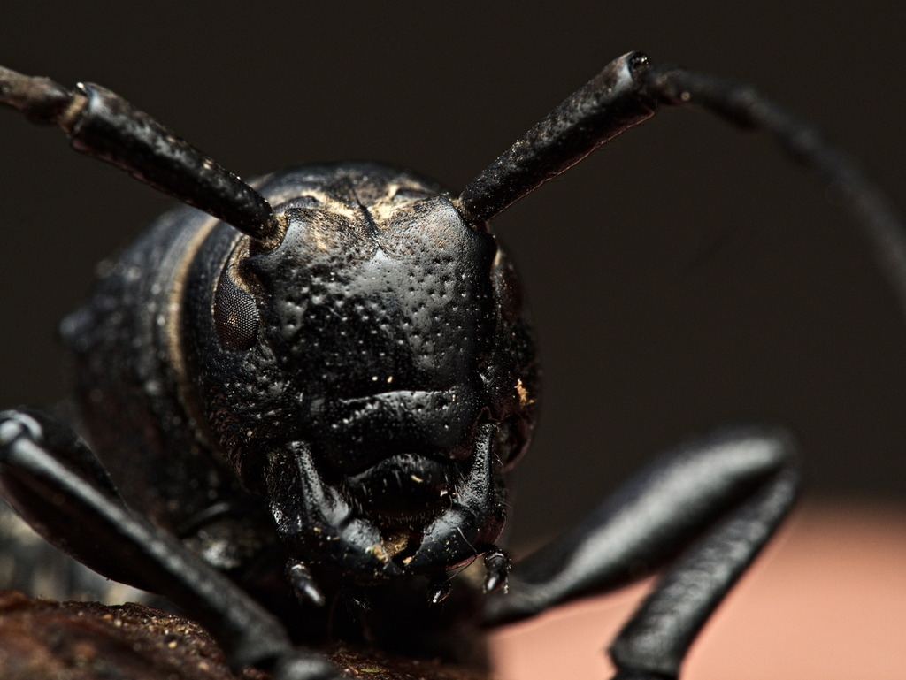 Cactus Longhorn Beetles from Santa Cruz Xochitepec, Ciudad de México ...